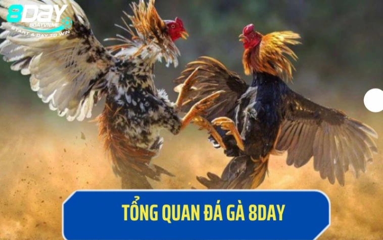 Thông tin chi tiết về gà đá 8Day