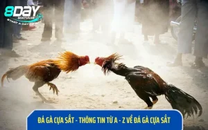 Đá Gà Cựa Sắt - Thông Tin Từ A - Z Về Đá Gà Cựa Sắt