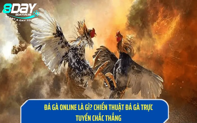 Đá Gà Online Là Gì? Chiến Thuật Đá Gà Trực Tuyến Chắc Thắng