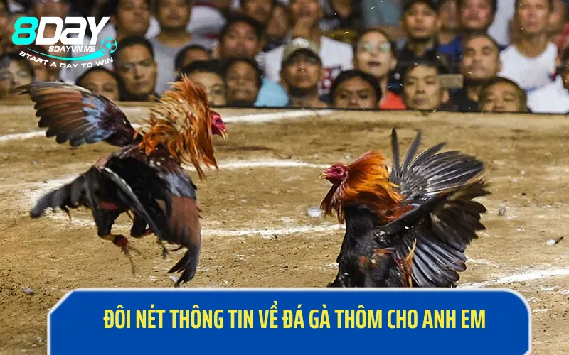 Đôi nét thông tin về đá gà thôm cho anh em