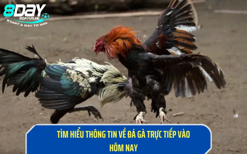 Tìm hiểu thông tin về đá gà trực tiếp hôm nay